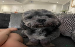 Shichon dogs for stud: Shicon for stud - Advert 5