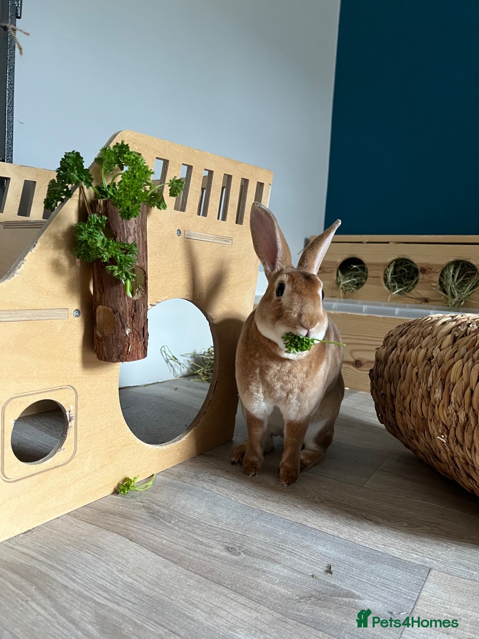 Rex rabbits Neutered Male Mini Rex  - Advert 1