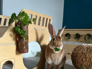 Rex rabbits Full set up - Neutered Male Mini Rex - Advert 6
