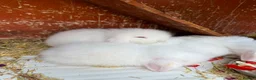 Lionhead rabbits for sale: English lion head  pure breed - Advert 3
