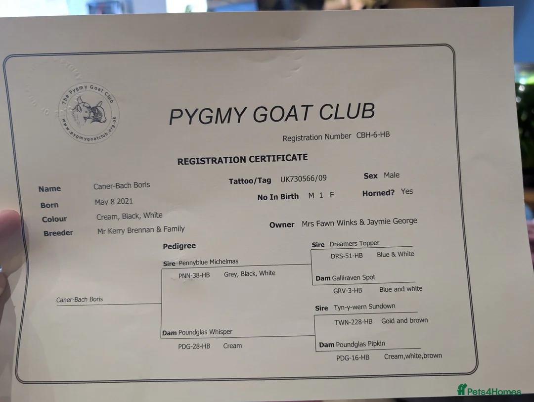 Goats livestock for sale: Registered pedigree pygmy billy goat in Kidderminster - Advert 4