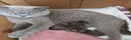 British Shorthair cats for sale: Beautiful Mixed British Shorthair Kittens - Advert 11