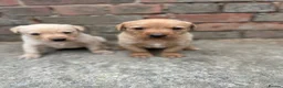 Labrador Retriever dogs for sale: 8 beautiful labradors for sale.  - Advert 13