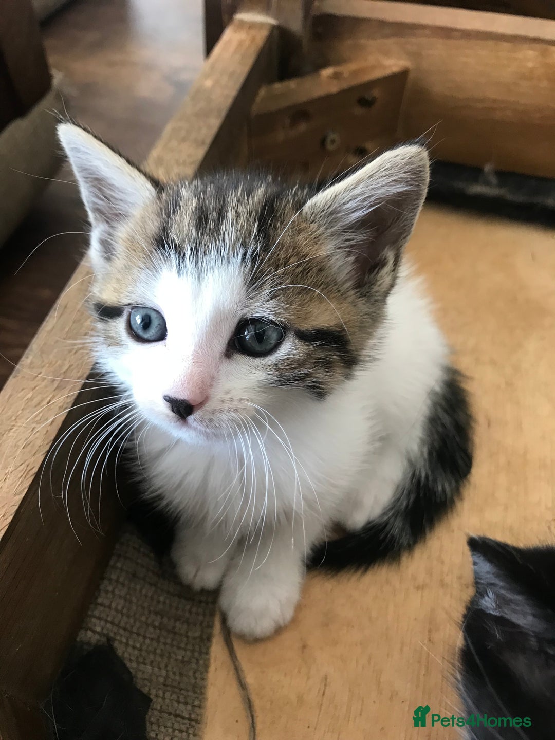 Mixed Breed cats for sale: 4 beautiful babies looking for their forever homes - Image 13