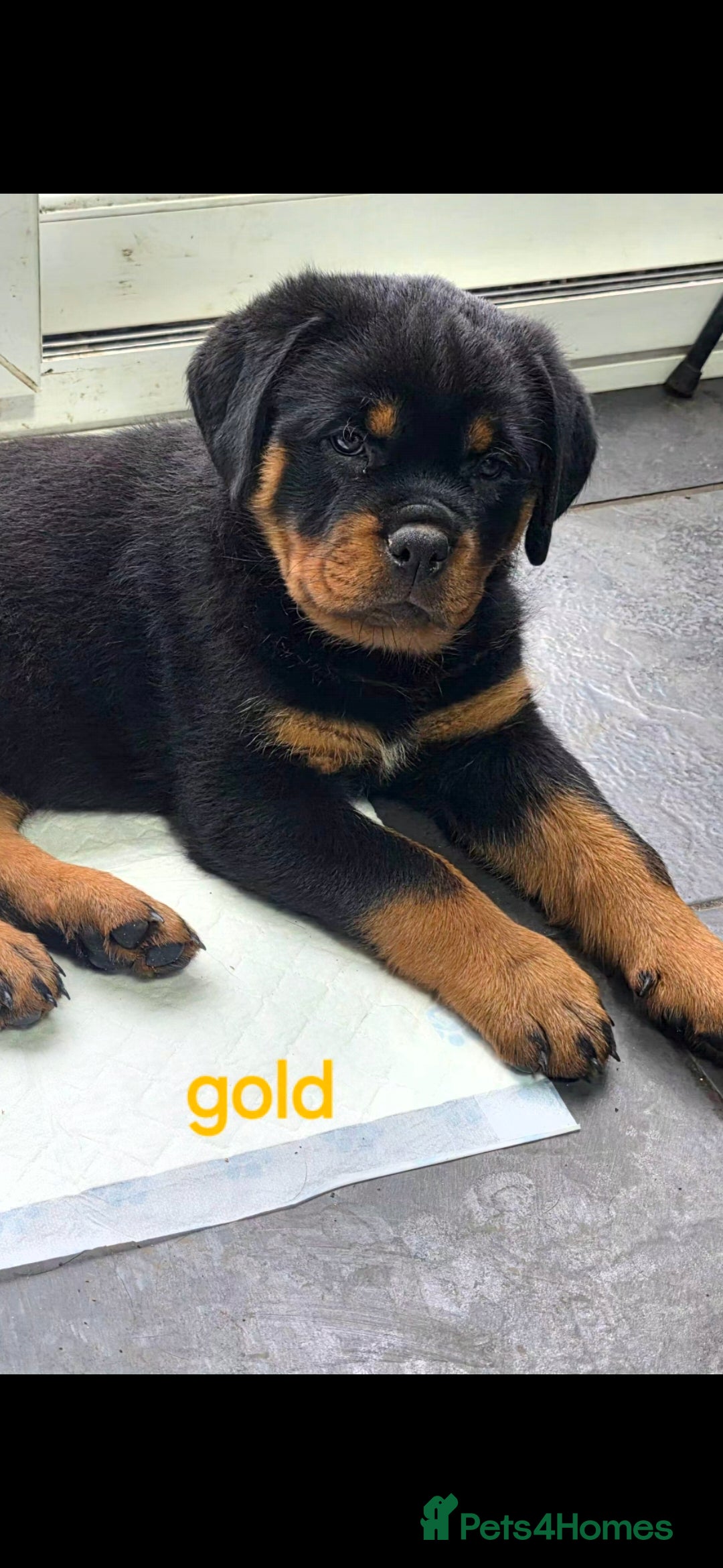 Rottweiler dogs  2girls left. Chunky kc rottweilers - Advert 16