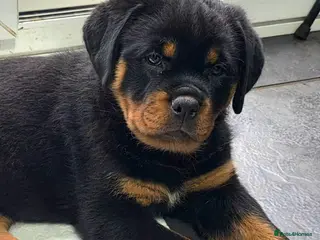 Rottweiler dogs 2girls left. Chunky kc rottweilers - Advert 16