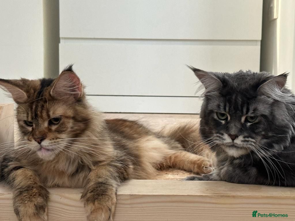Maine Coon cats 🩶 Urgent Rehoming – Last Blue Smoke Maine Coon  - Advert 6