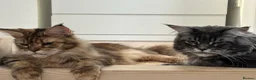 Maine Coon cats for sale: 🩶 Urgent Rehoming – Last Blue Smoke Maine Coon  in Harlow - Advert 1