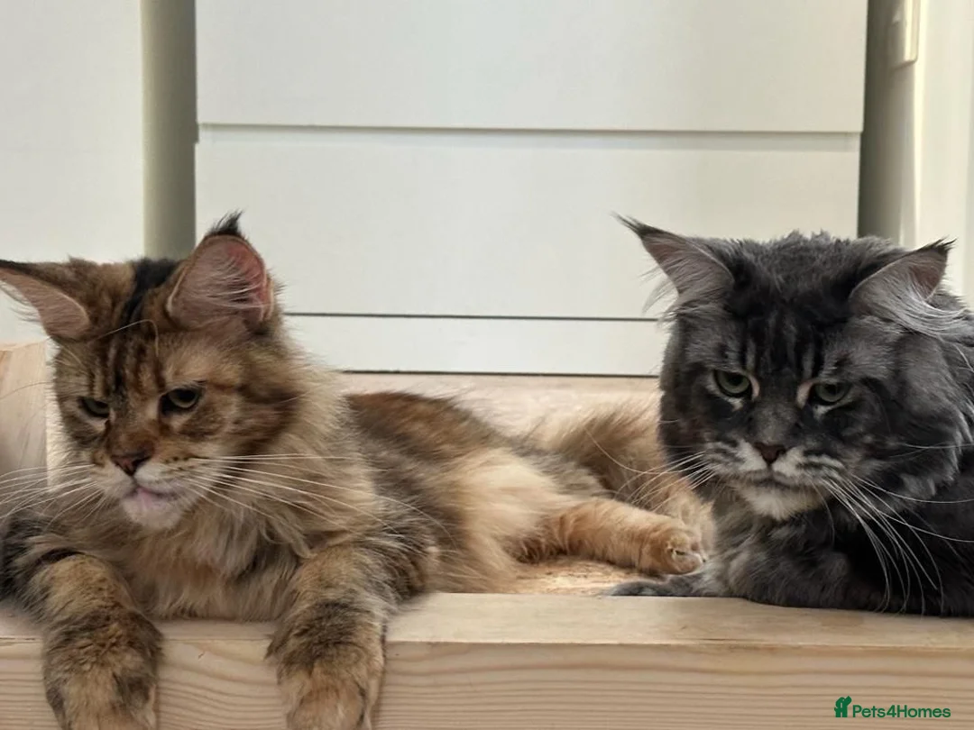 Maine Coon cats for sale: 🩶 Urgent Rehoming – Last Blue Smoke Maine Coon  in Harlow - Advert 1