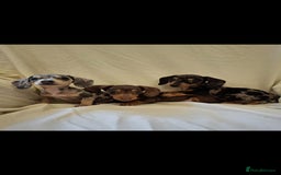 Dachshund dogs for sale: 3 beautiful girls  - Advert 6