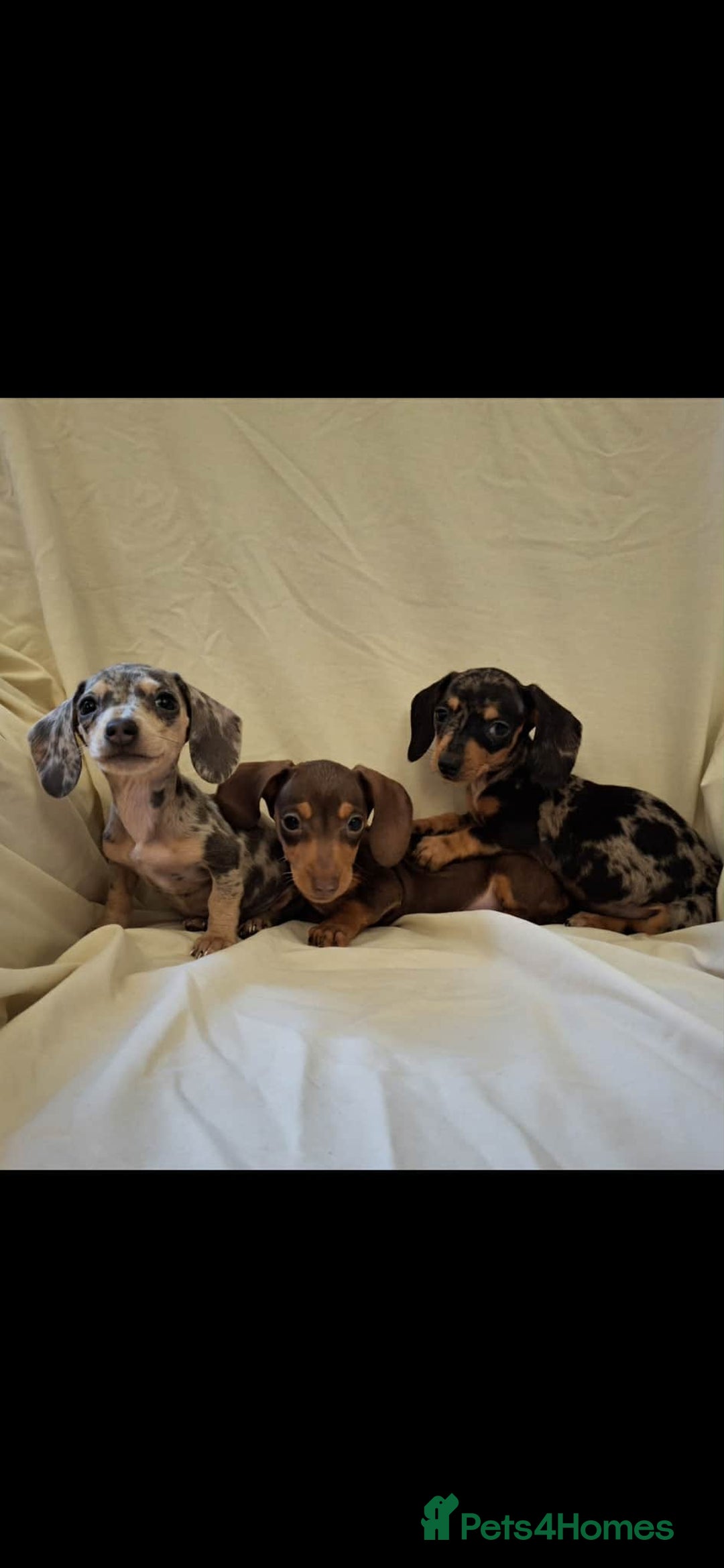Dachshund dogs for sale: 3 beautiful girls  - Advert 6