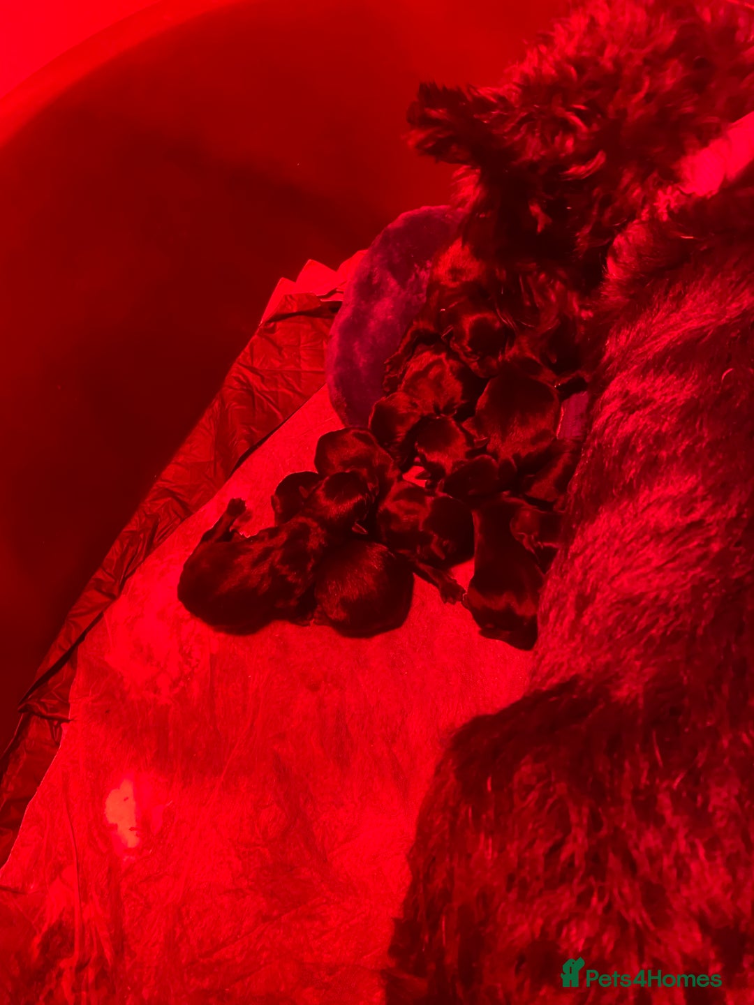 Scottish Terrier dogs for sale: Scottish terriers puppies - Advert 7