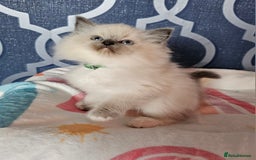 Ragdoll cats for sale: 🏆 CHAMPION FATHER 🏆GCCF REGISTERED KITTENS  - Image 22