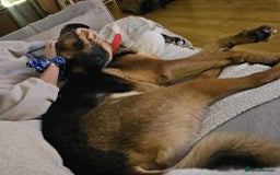 Mixed Breed dogs for adoption: Jim the gentle giant  - Advert 7