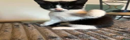 Mixed Breed cats for sale: Beautiful Playful Kittens Ready Now in Honiton - Advert 19