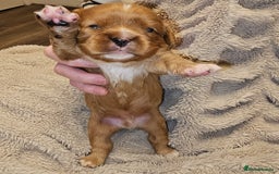Cavalier King Charles Spaniel dogs for sale: Cavalier king charles spaniel puppies  - Advert 15