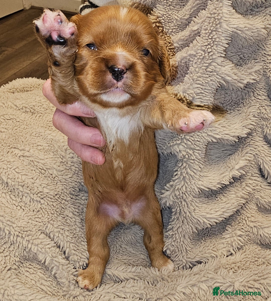 Cavalier King Charles Spaniel dogs for sale: Cavalier king charles spaniel puppies  - Advert 15