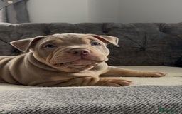 American Bully dogs for sale: ABKC REGISTERED POCKET BULLYS  - Image 4