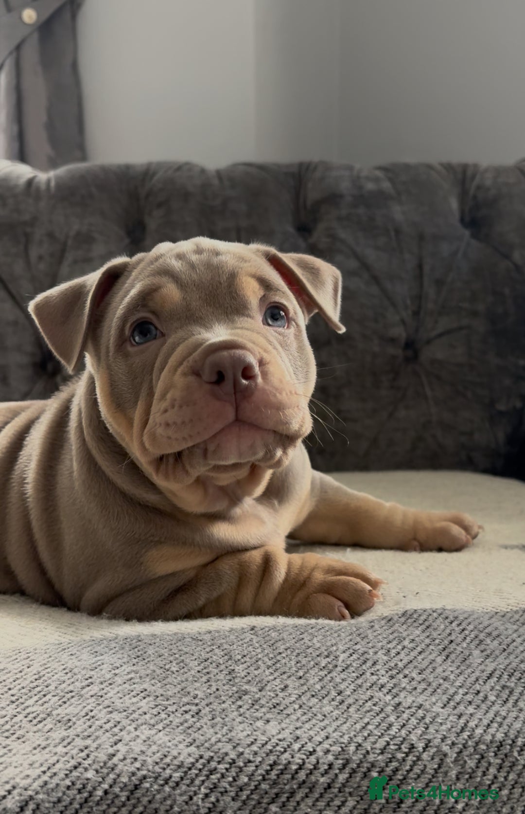 American Bully dogs for sale: ABKC REGISTERED POCKET BULLYS  - Image 4