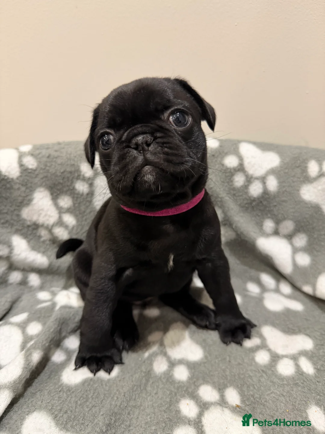 Frug dogs for sale: Beautiful Frug Puppies - Advert 3