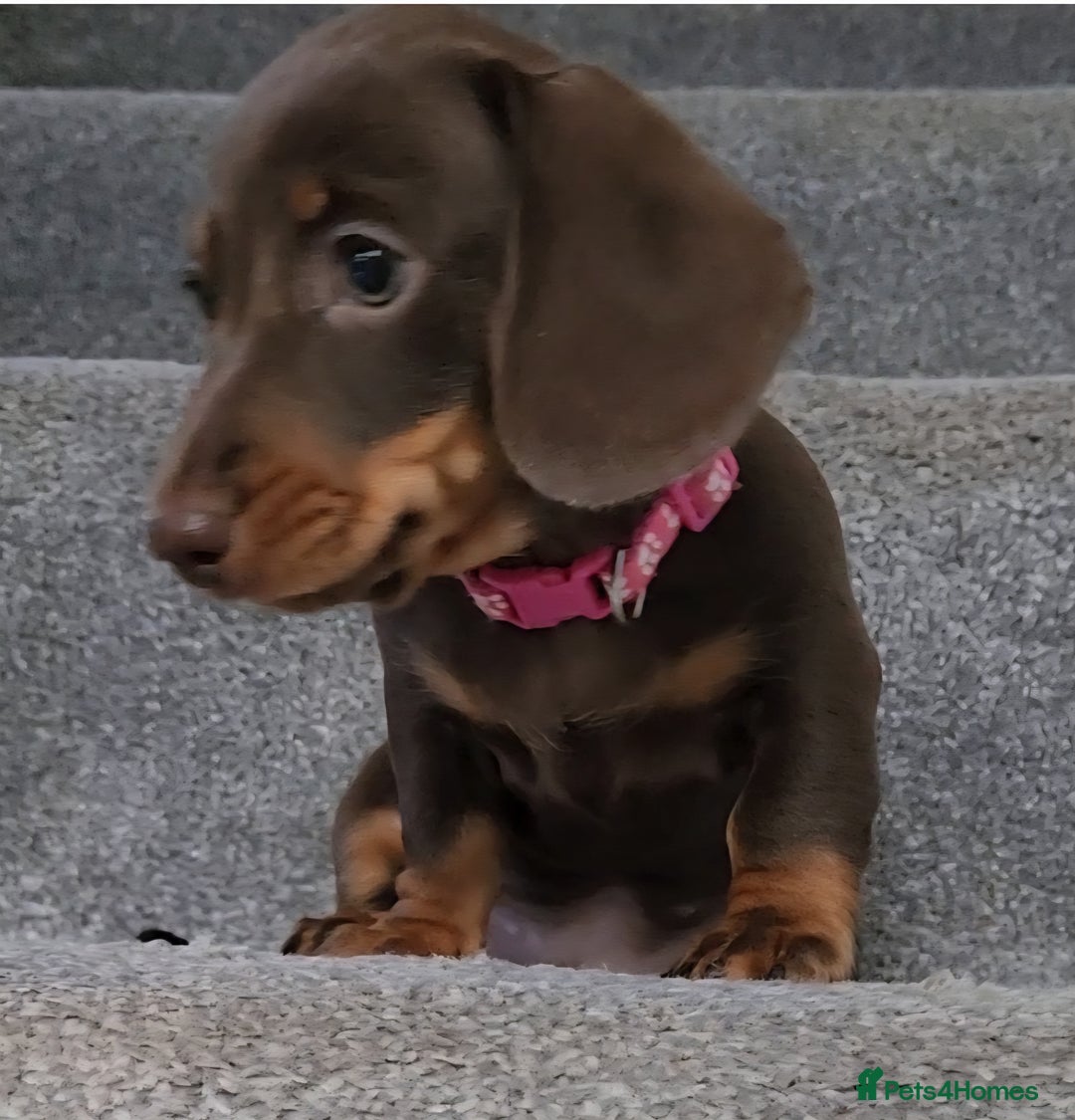 Miniature Dachshund dogs for sale: 🩷2 BABIES LEFT🐶READY TODAY🐶HAD 1ST/2ND JAB🩵 in Chorley - Image 5
