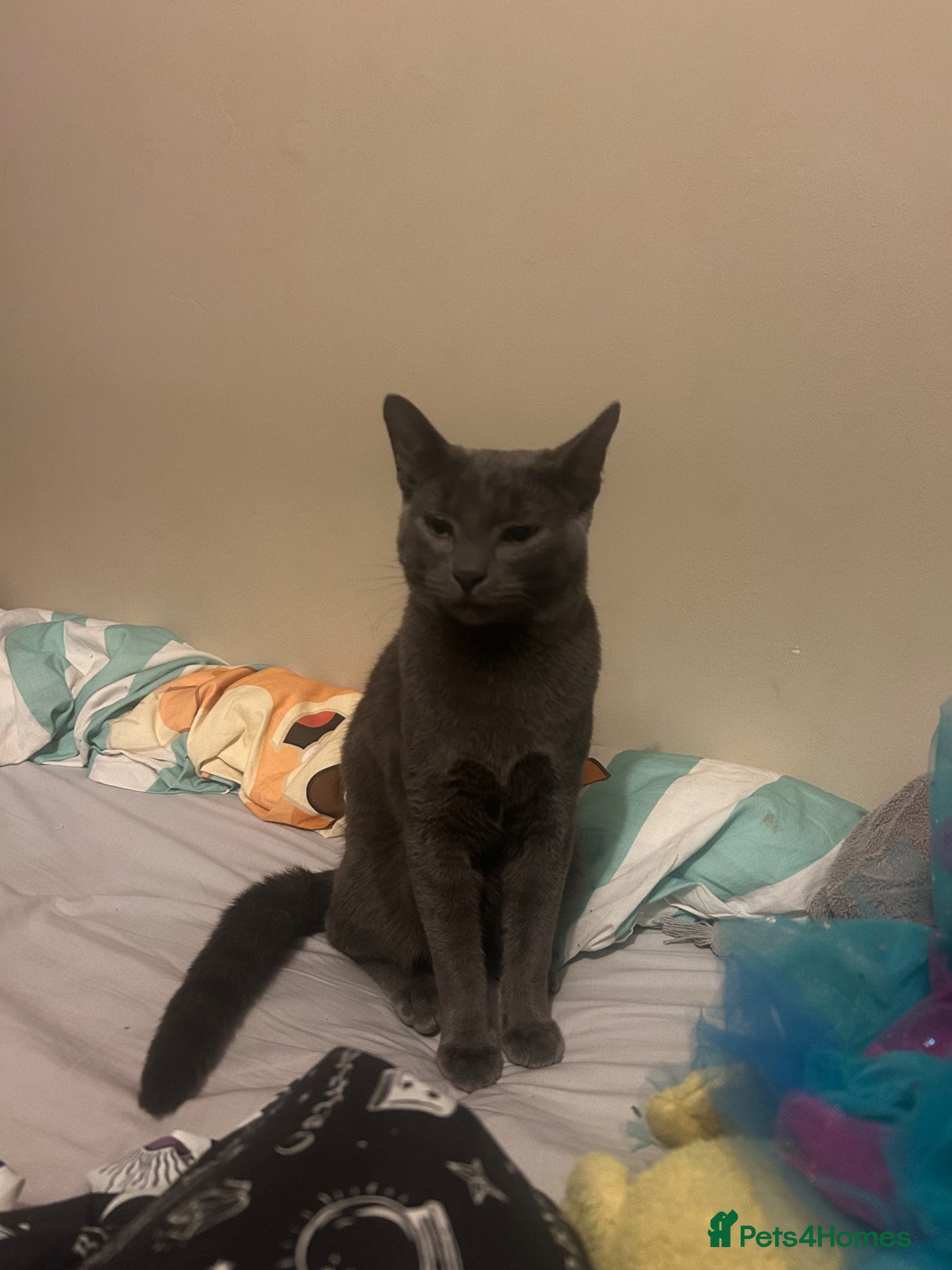 Mixed Breed cats for sale: Beautiful Russian Blue Cross/Snowshoe-Type Kittens - Advert 5