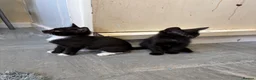 Mixed Breed cats for sale: 5 kittens for sale  - Advert 18