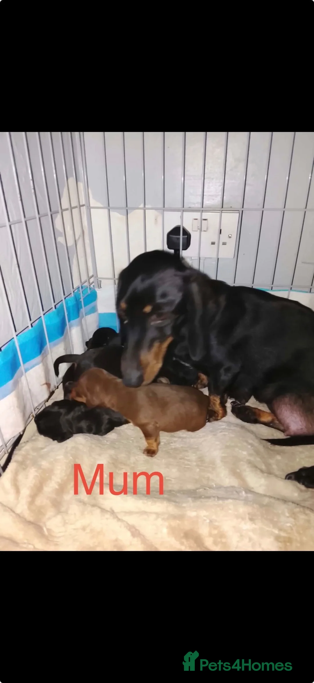 Dachshund dogs for sale: Beautiful Dutchhound puppy's ready to leave  - Advert 1