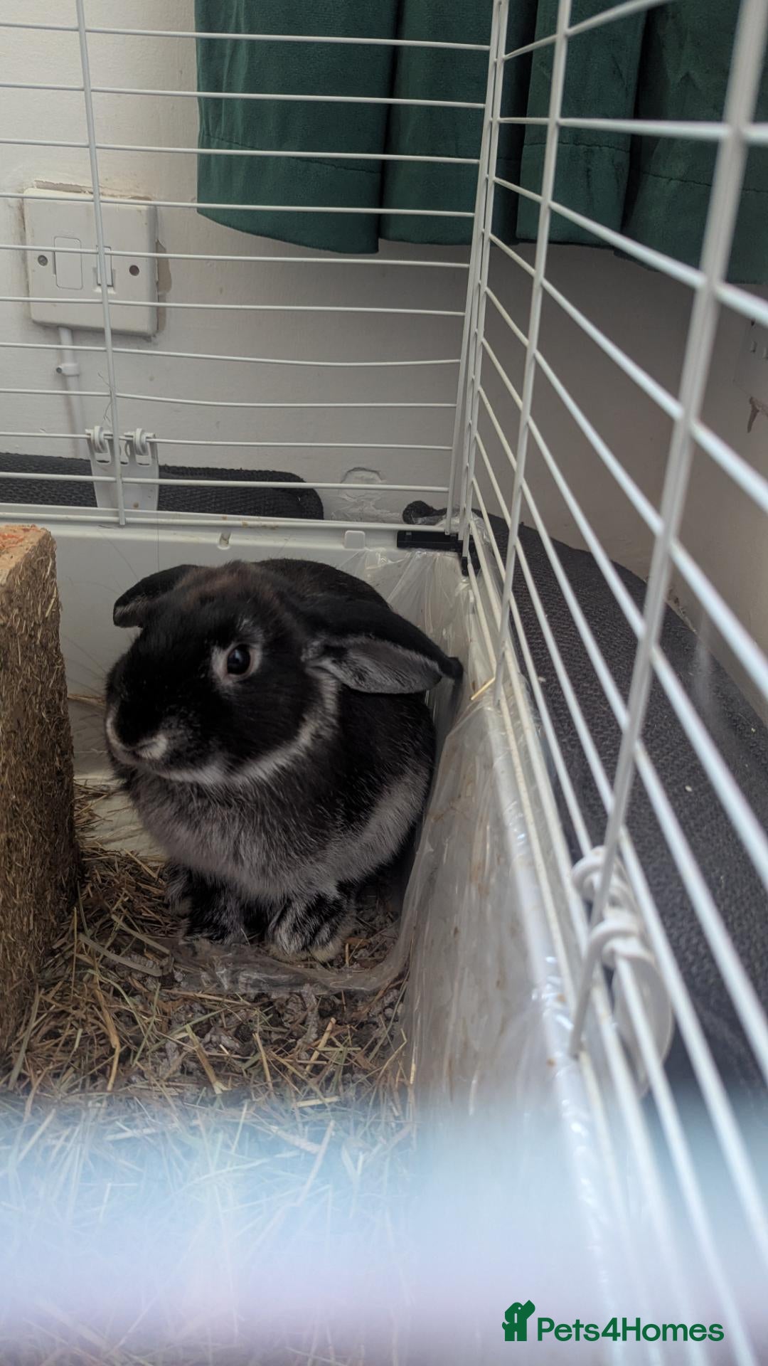 Mixed Breed rabbits Blacky - Advert 2