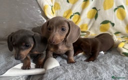 Dachshund dogs for sale: Outstanding dachshund puppies - Image 26