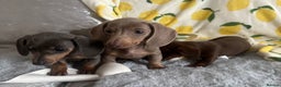 Dachshund dogs for sale: Gorgeous Isabella+tan little boy - Advert 26