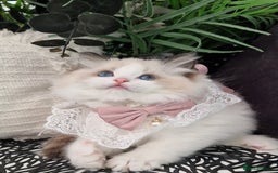 Ragdoll cats for sale: 🩷✨️Lovely Chunky EU kittens✨️🏆TICA Award cattery - Image 4