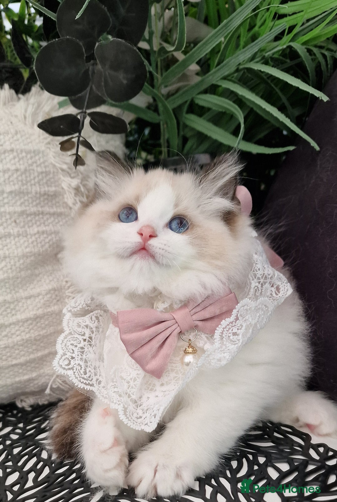 Ragdoll cats for sale: 🩷✨️Lovely Chunky EU kittens✨️🏆TICA Award cattery - Image 4