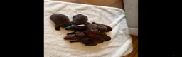 Cockapoo dogs for sale: Beautiful F1 cockapoo puppies - Advert 2