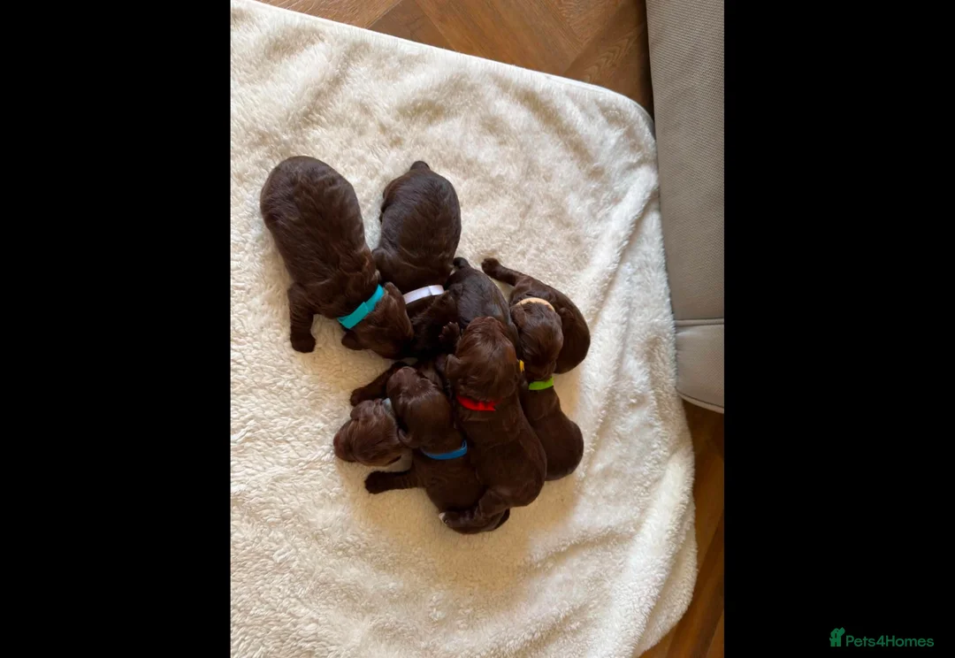 Cockapoo dogs for sale: Beautiful F1 cockapoo puppies - Advert 2