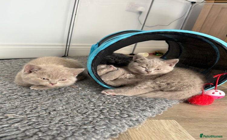 British Shorthair cats - Advert 6