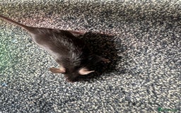 Mouse rodents for sale: Mixed fancy mice  - Image 16