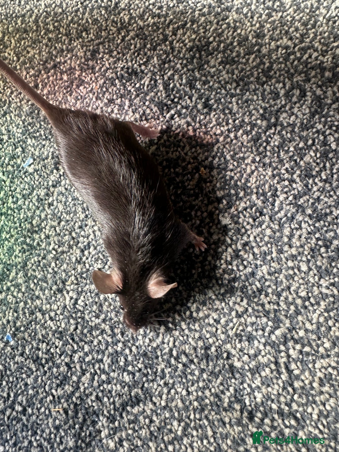 Mouse rodents for sale: Mixed fancy mice  - Image 16