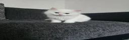 Ragdoll cats for sale: Stunning European bloodline kittens - Advert 1