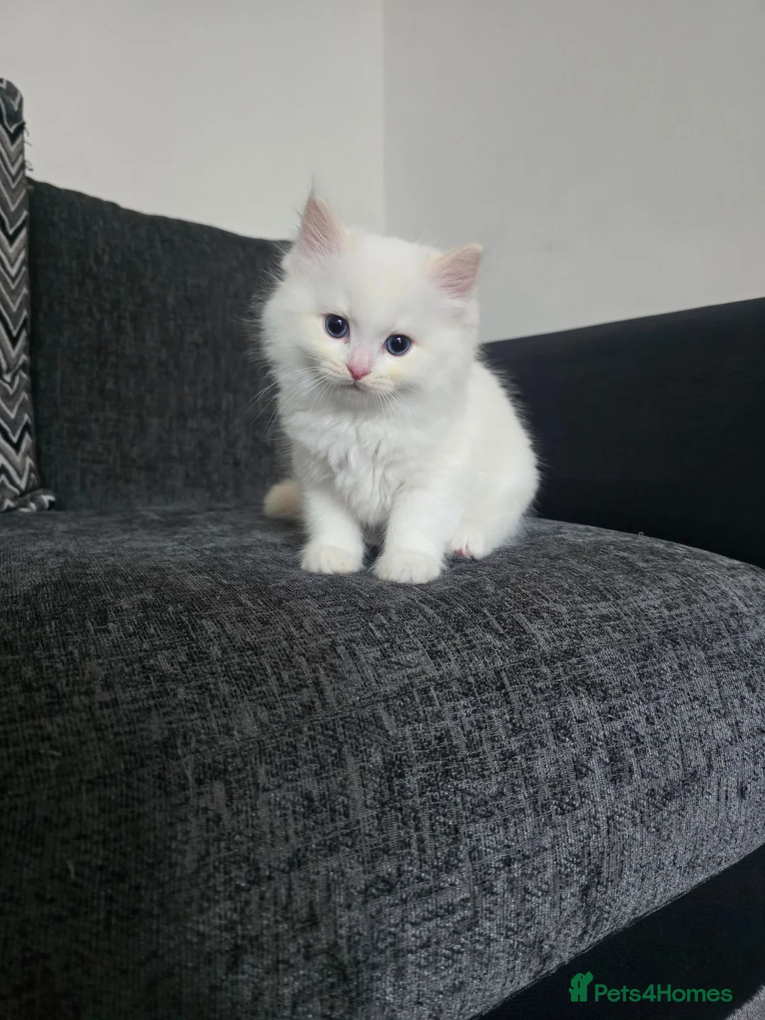 Ragdoll cats for sale: Stunning European bloodline kittens - Advert 1