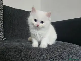 Ragdoll cats Stunning European bloodline kittens - Advert 2