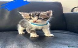 Domestic Shorthair cats for sale: Domestic Shorthair Kittens (dad bengal) - Image 3