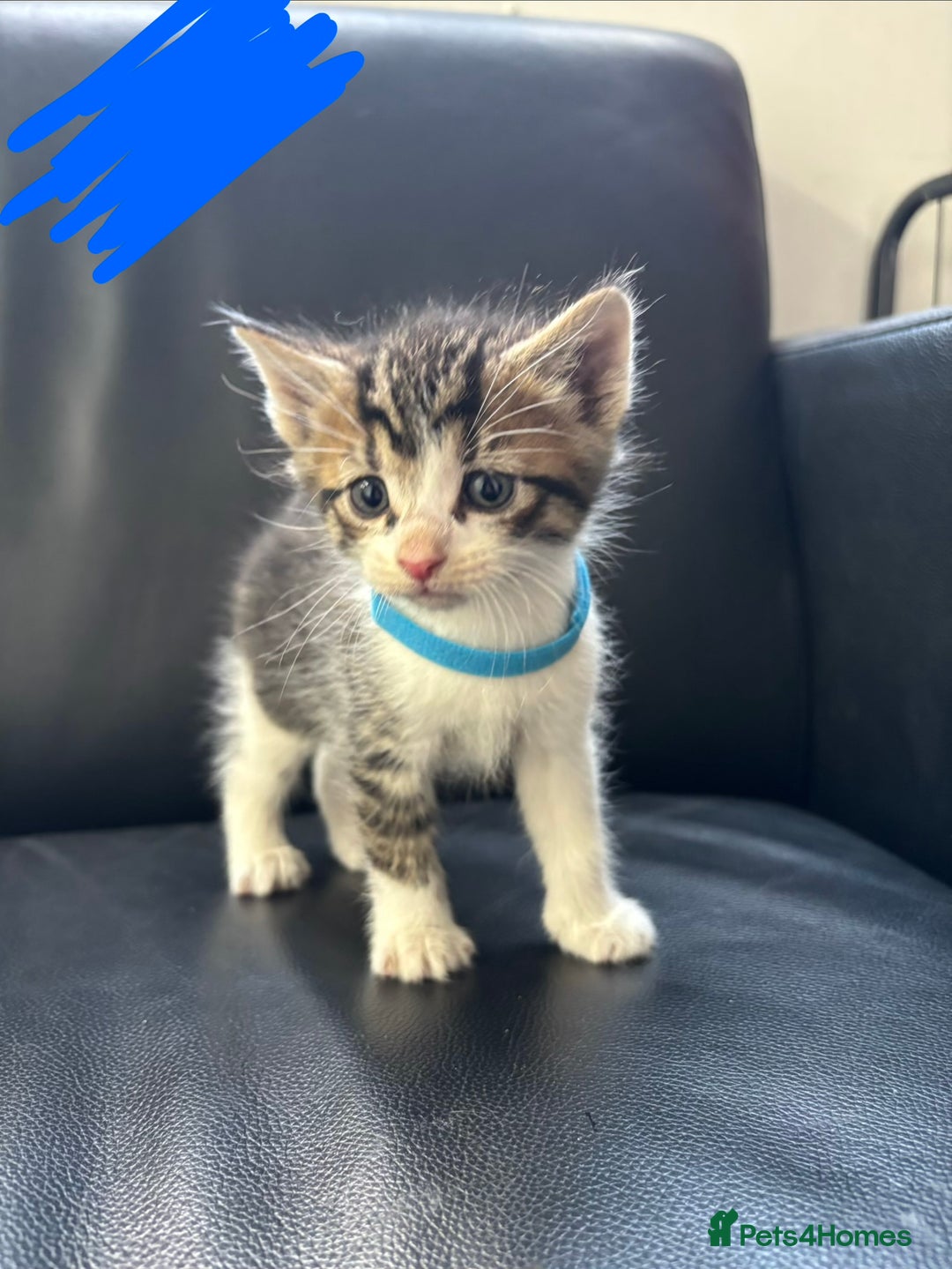 Domestic Shorthair cats for sale: Domestic Shorthair Kittens (dad bengal) - Image 3