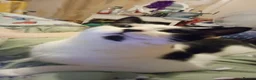British Shorthair cats for sale: triplets for sale - Advert 8