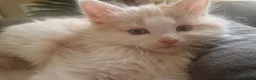 Mixed Breed cats for sale: mix Mainecoon - 1female- 1male - Advert 11