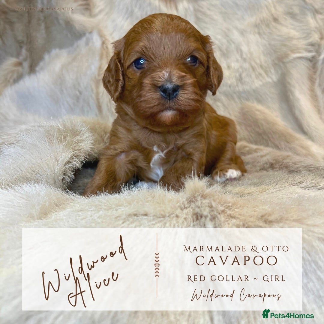 Cavapoo dogs for sale: 5 ⭐️ LICENSED BREEDER HEALTH TESTED F1 CAVAPOOS  - Advert 4