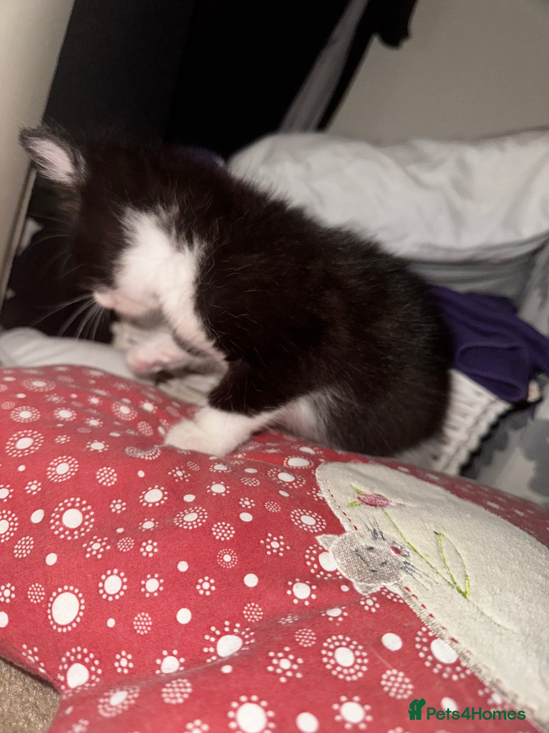 Domestic Shorthair cats for sale: 3 lovely black and white kittens - Image 6
