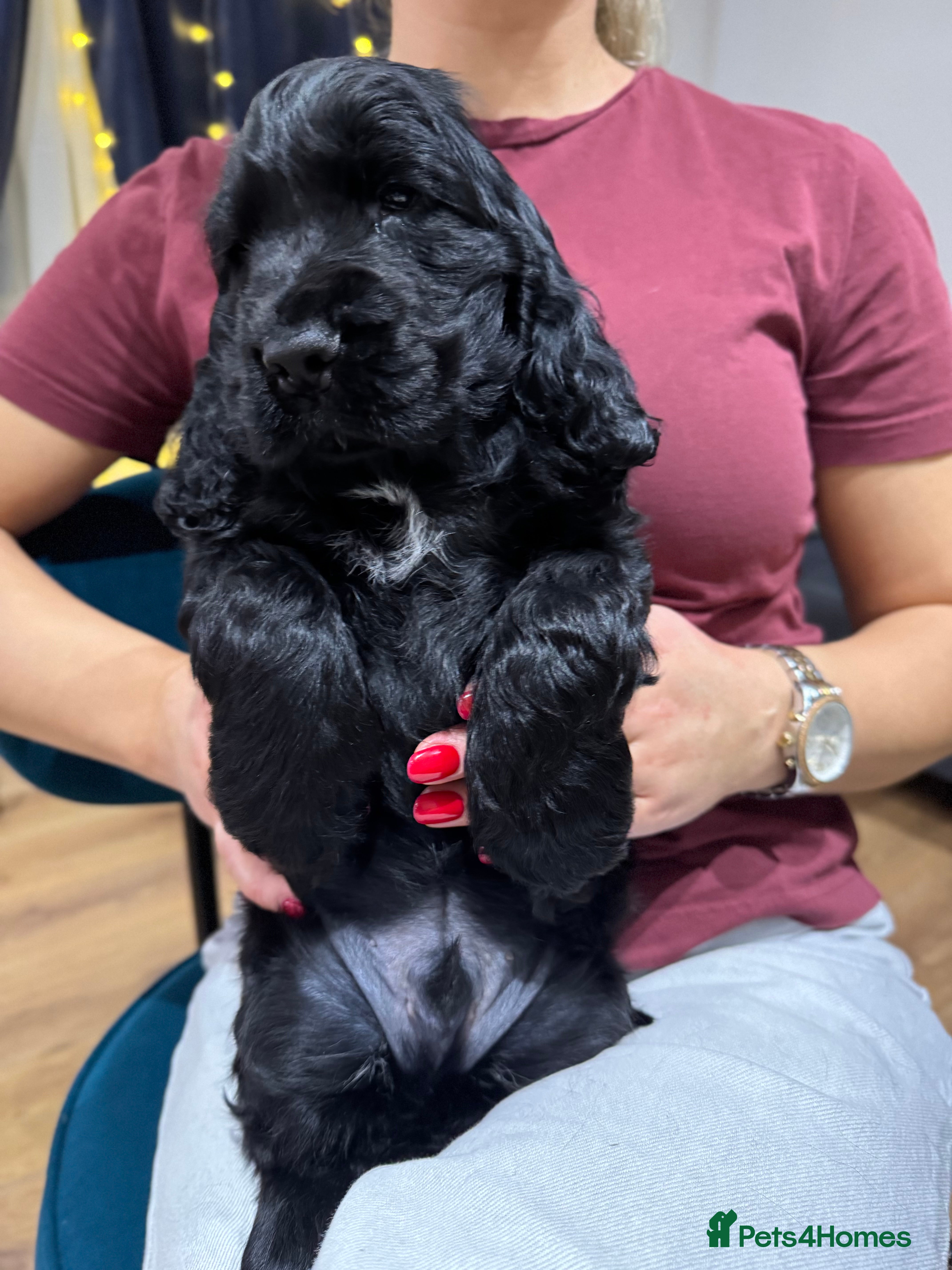 Cocker Spaniel dogs Show Type Cocker Spaniel  - Advert 17