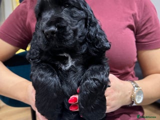 Cocker Spaniel dogs Show Type Cocker Spaniel - Advert 17