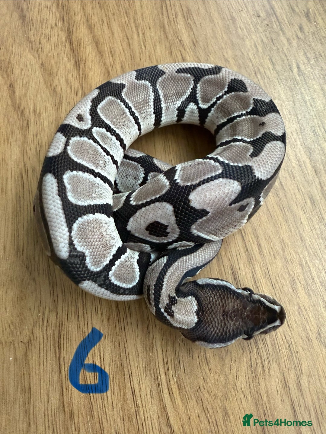 Python Snake reptiles for sale: Ball pythons - Advert 6